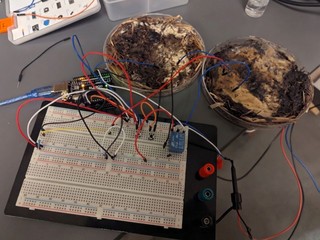 美大學成功研發「真菌記憶體」 蘑菇、金針菇可當作 RAM 晶片使用 美大學成功研發「真菌記憶體」 蘑菇、金針菇可當作 RAM 晶片使用
