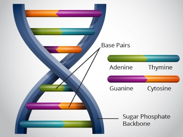 DNA STORE